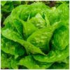 Σπόροι Μαρούλι Romaine BACIO – 5 ΓΡΑΜ. Μαρούλι Romaine uniqueagro.eu