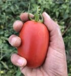 Σπόροι Τομάτας GALILEA F1 – 1.000 ΣΠΟΡΩΝ Σπόροι Κηπευτικών uniqueagro.eu