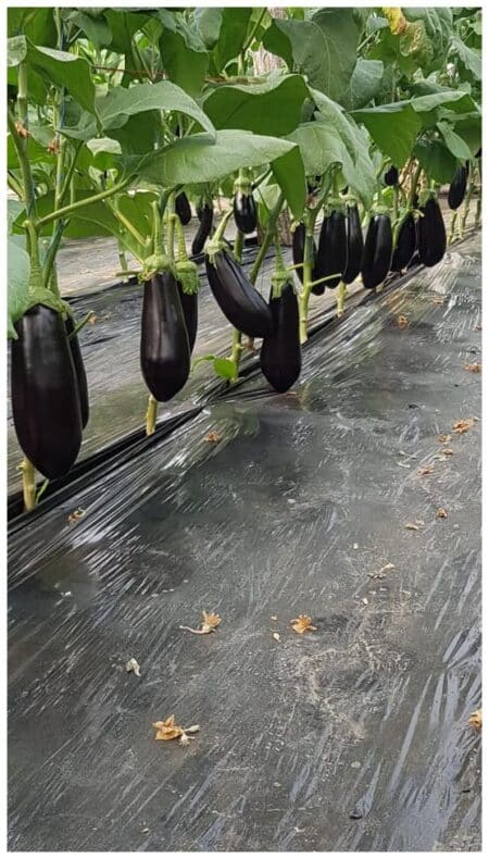 Σπόροι Μελιτζάνας MIRVAL F1 – 1.000 ΣΠΟΡΩΝ Σπόροι Κηπευτικών uniqueagro.eu