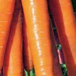 Σπόροι Καρότο SUBITO F1 – 100.000 ΣΠΟΡΩΝ Σπόροι Καρότο uniqueagro.eu