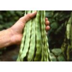 Σπόροι Φασόλι LIMKA – 1 ΚΙΛΟΥ Σπόροι Κηπευτικών uniqueagro.eu