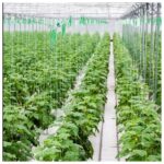 ΓΑΝΤΖΟΣ ΔΕΣΙΜΑΤΟΣ (ΚΙΒΩΤΙΟ 300 ΤΕΜΑΧΙΩΝ) Αναλώσιμα Θερμοκηπίου uniqueagro.eu