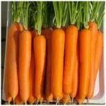 Σπόροι Καρότο LAGUNA F1 – 100.000 ΣΠΟΡΩΝ Σπόροι Καρότο uniqueagro.eu