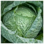 Σπόροι Λάχανο Savoy MORAMA F1 – 2.500 ΣΠΟΡΩΝ Λάχανο Savoy uniqueagro.eu