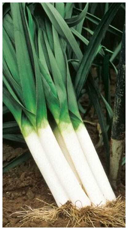 Σπόροι Πράσο BULGINA – 100.000 ΣΠΟΡΩΝ Σπόροι Κηπευτικών uniqueagro.eu