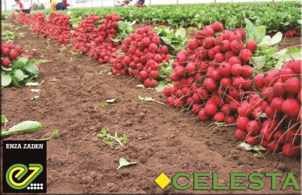 Σπόροι Ραπανάκι CELESTA  – 250 ΓΡΑΜ. Σπόροι Κηπευτικών uniqueagro.eu