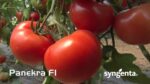 Σπόροι Τομάτας PANEKRA F1 – 1.000 ΣΠΟΡΩΝ Τομάτα Μεγαλόκαρπη uniqueagro.eu