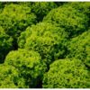 SILIA F1 – 1.000 ΣΠΟΡΩΝ Σπόροι Κηπευτικών uniqueagro.eu