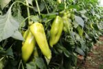 Σπόροι Πιπεριάς Καπία SV0102PP – 1.000 ΣΠΟΡΩΝ Σπόροι Κηπευτικών uniqueagro.eu
