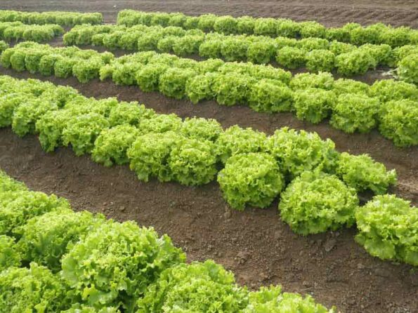 FUNFIX – 5.000 PILLS Μαρούλι Batavia uniqueagro.eu