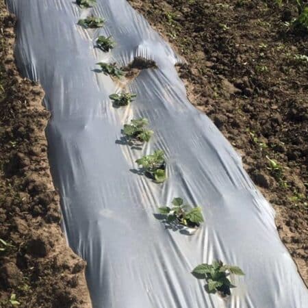 ΜΕΜΒΡΑΝΗ ΕΔΑΦΟΚΑΛΥΨΗΣ ΓΙΑ ΦΡΑΟΥΛΕΣ 30 microns. ΡΟΛΟ 1,20m x 1000m Αναλώσιμα Θερμοκηπίου uniqueagro.eu