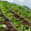 Rivulis T-Tape 5mil/10cm. 3658 μ Αναλώσιμα Θερμοκηπίου uniqueagro.eu