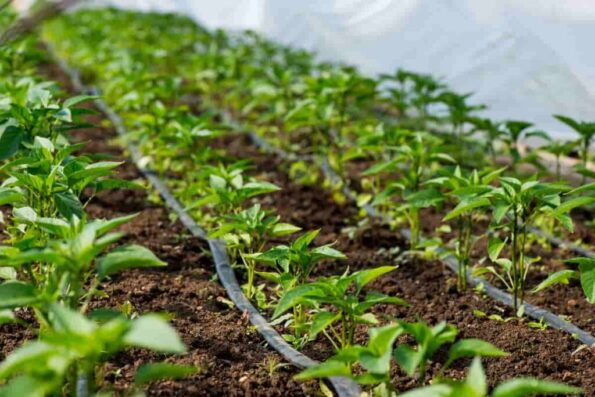 Rivulis T-Tape 5mil/10cm. 3658 μ Αναλώσιμα Θερμοκηπίου uniqueagro.eu