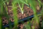 Rivulis T-Tape 5mil/10cm. 3658 μ Αναλώσιμα Θερμοκηπίου uniqueagro.eu