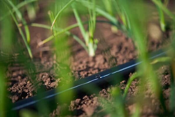 Rivulis T-Tape 5mil/10cm. 3658 μ Αναλώσιμα Θερμοκηπίου uniqueagro.eu