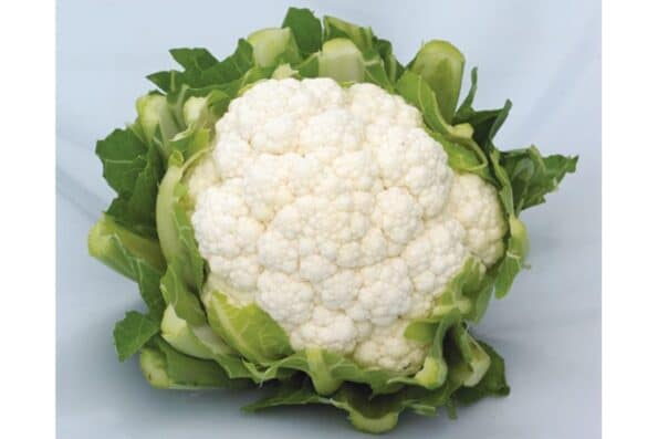 Σπόροι Κουνουπίδι PAMYROS F1 – 2.500 ΣΠΟΡΩΝ Σπόροι Κηπευτικών uniqueagro.eu