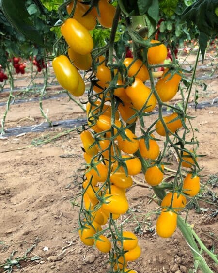 Σπόροι Τομάτας BIONDINO F1 – 1.000 ΣΠΟΡΟΙ Τομάτα Βελανίδι uniqueagro.eu