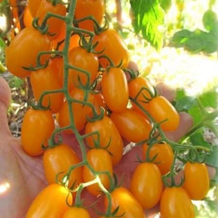 Σπόροι Τομάτας DATLO F1 – 1.000 ΣΠΟΡΩΝ Τομάτα Βελανίδι uniqueagro.eu