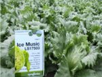 Σπόροι Μαρούλι Iceberg ICE MUSIC – 5.000 PILLS Μαρούλι Iceberg uniqueagro.eu