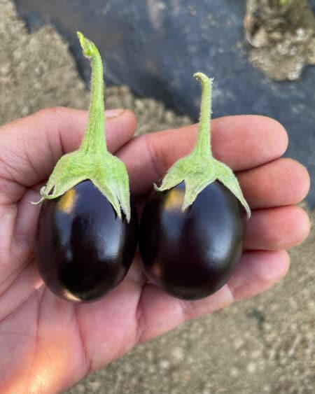 Σπόροι Μελιτζάνας MINNY F1 – 1.000 ΣΠΟΡΩΝ Σπόροι Κηπευτικών uniqueagro.eu