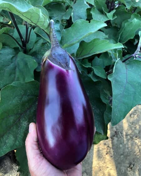 Σπόροι Μελιτζάνας SILK F1 – 1.000 ΣΠΟΡΩΝ Σπόροι Κηπευτικών uniqueagro.eu