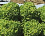 Σπόροι Μαρούλι Ξανθιά BATAVIA GENTILE 677 – 5.000 PILLS Μαρούλι Batavia uniqueagro.eu