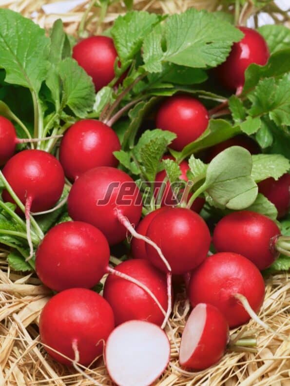 Σπόροι Ραπανάκι KVINTARA F1 – 200 ΓΡΑΜΜΑΡΙΩΝ Σπόροι Κηπευτικών uniqueagro.eu