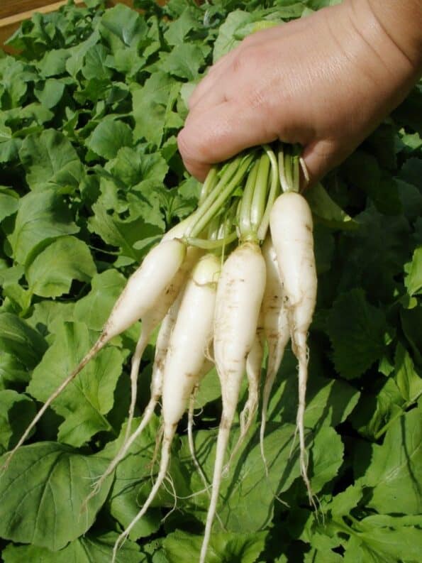 Σπόροι Ραπανάκι STALAGNIT F1 – 100 ΓΡΑΜΜΑΡΙΑ Σπόροι Κηπευτικών uniqueagro.eu