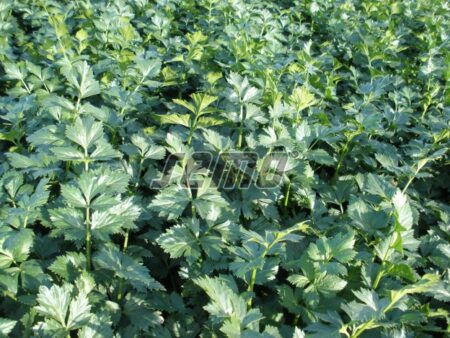 Σπόροι Σέλινο Φύλλο JEMNI – 200 ΓΡΑΜΜΑΡΙΩΝ Σπόροι Κηπευτικών uniqueagro.eu