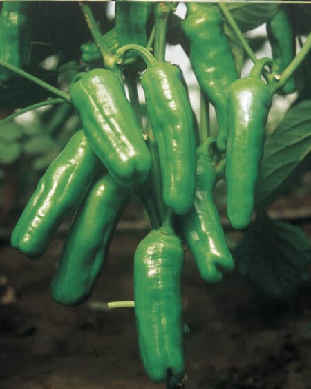 Σπόροι Πιπεριάς DOLCETTO F1 – 1.000 ΣΠΟΡΩΝ Σπόροι Κηπευτικών uniqueagro.eu