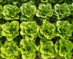 Σπόροι Μαρούλι Romaine DELFI – 5.000 PILLS Μαρούλι Romaine uniqueagro.eu