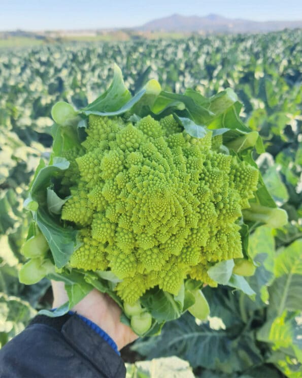 Σπόροι Κουνουπίδι PRISCO F1 – 2.500 ΣΠΟΡΟΙ Σπόροι Κηπευτικών uniqueagro.eu