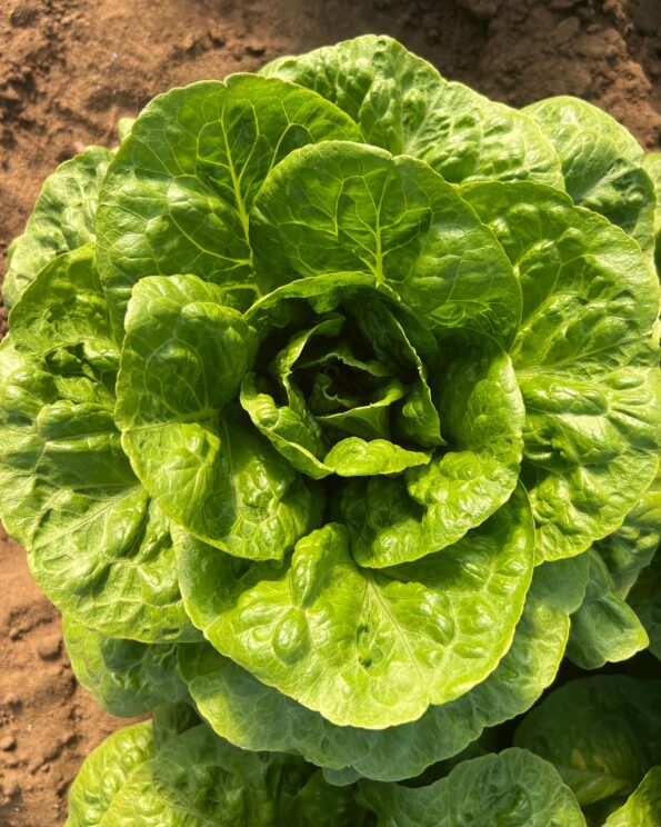 Σπόροι Μαρούλι Romaine LET 018-22 – 5.000 PILLS Μαρούλι Romaine uniqueagro.eu
