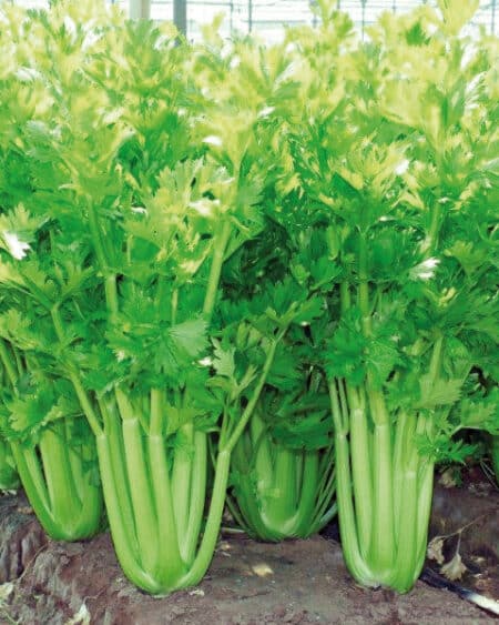 Σπόροι Σέλερι GREENEL F1 –  5.000 PILLS Σπόροι Κηπευτικών uniqueagro.eu
