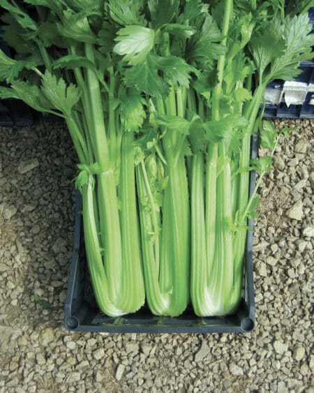 Σπόροι Σέλερι MHAGNO F1 ΠΡΟΒΛΑΣΤΗΜΕΝΟΙ 5.000 PILLS Σπόροι Κηπευτικών uniqueagro.eu