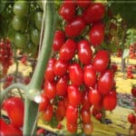 Σπόροι Τομάτας MARKYNO F1 – 1.000 ΣΠΟΡΩΝ Τομάτα Βελανίδι uniqueagro.eu