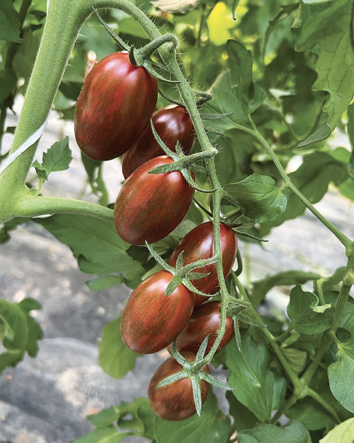 Σπόροι Τομάτας BRUNITO F1 – 1.000 PILLS Σπόροι Κηπευτικών uniqueagro.eu