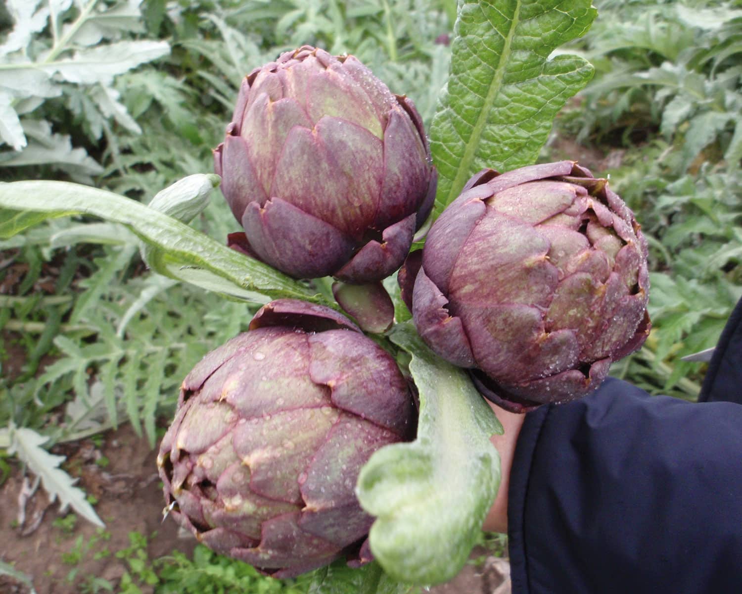 Σπόροι Αγγινάρας CAIO  F1  – 500 ΣΠΟΡΩΝ Σπόροι Κηπευτικών uniqueagro.eu