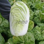 Σπόροι Κινέζικο Λάχανο CONCORD F1 – 2.500 ΣΠΟΡΩΝ Σπόροι Κηπευτικών uniqueagro.eu