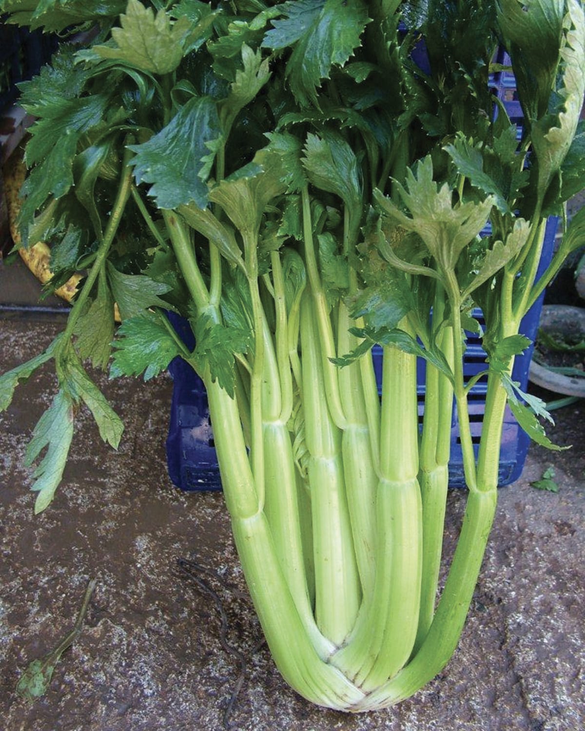 Σπόροι Σέλερι D’ ELNE – 5.000 PILLS Σπόροι Κηπευτικών uniqueagro.eu