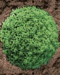 Σπόροι Βασιλικού GRECO A PALLA – 5.000 MULTISEEDS Σπόροι Αρωματικών uniqueagro.eu