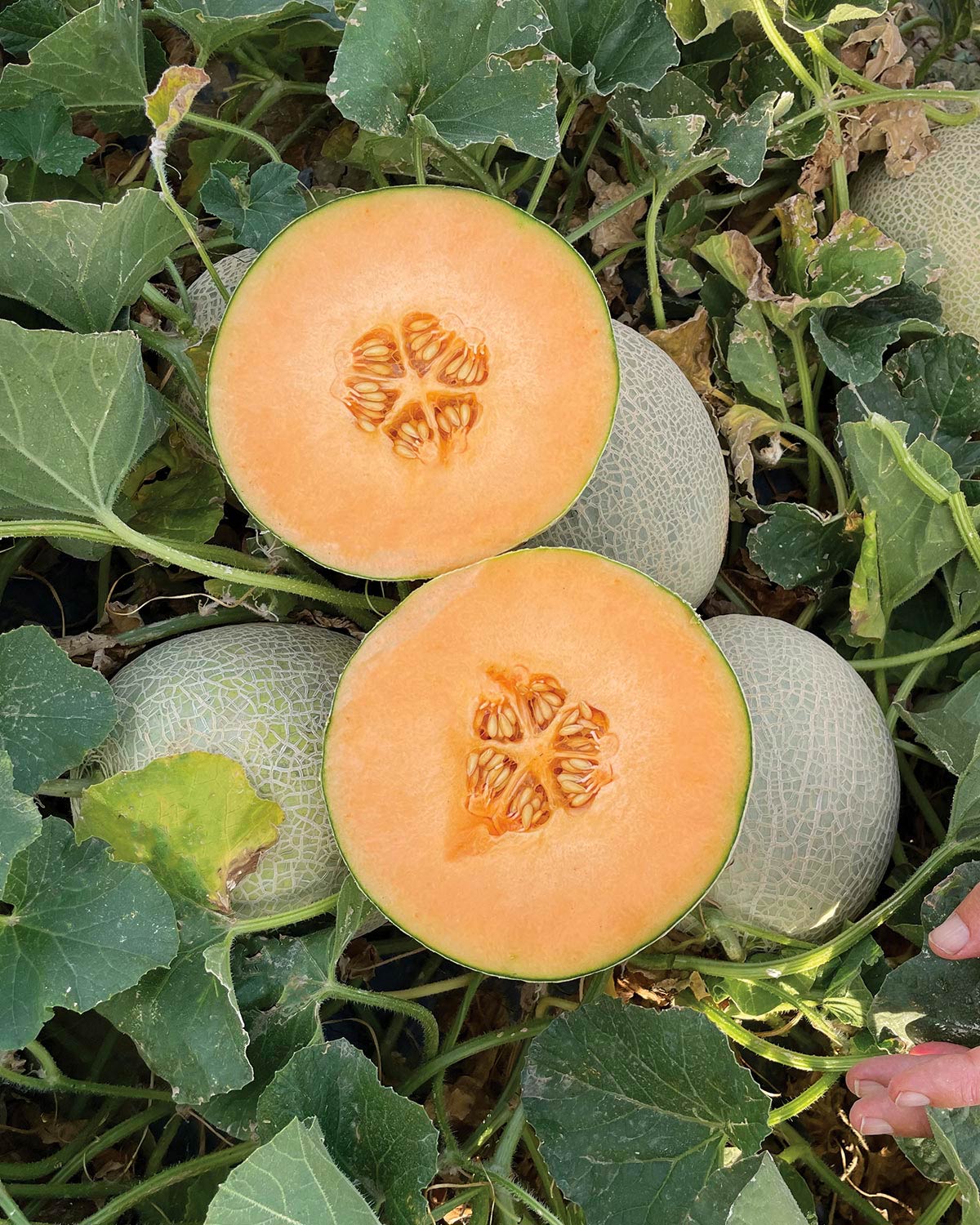 Σπόροι Πεπόνι Caribbean Gold/Harper MEL 010-22 F1 – 1000 ΣΠΟΡΩΝ Σπόροι Κηπευτικών uniqueagro.eu