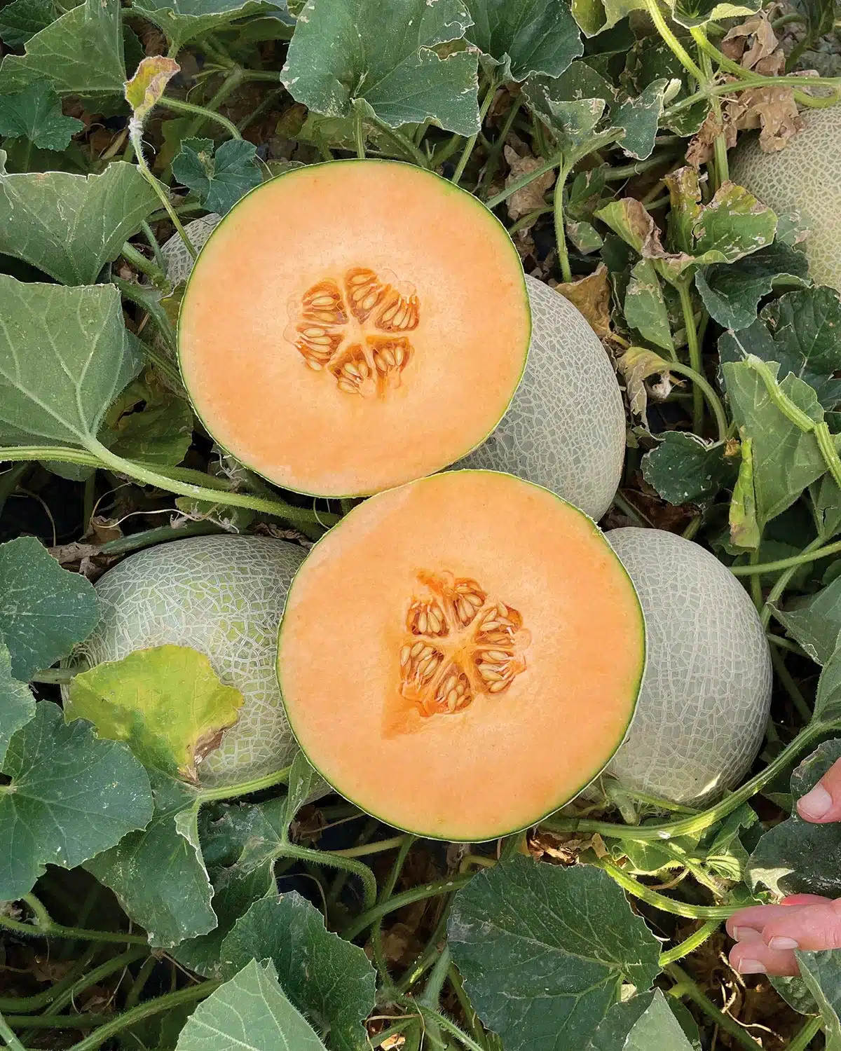 Σπόροι Πεπόνι Caribbean Gold/Harper MEL 010-22 F1 – 1000 ΣΠΟΡΩΝ Σπόροι Κηπευτικών uniqueagro.eu