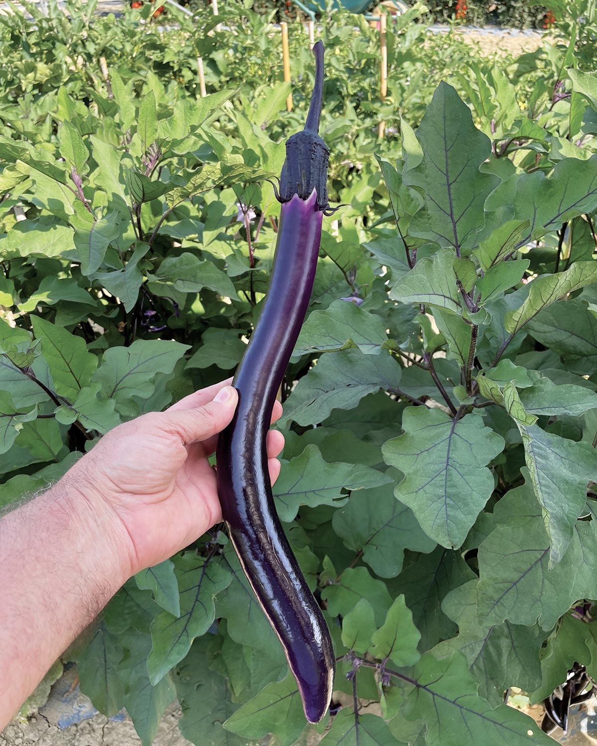 Σπόροι Μελιτζάνας MINERVA F1 – 1.000 ΣΠΟΡΩΝ Σπόροι Κηπευτικών uniqueagro.eu