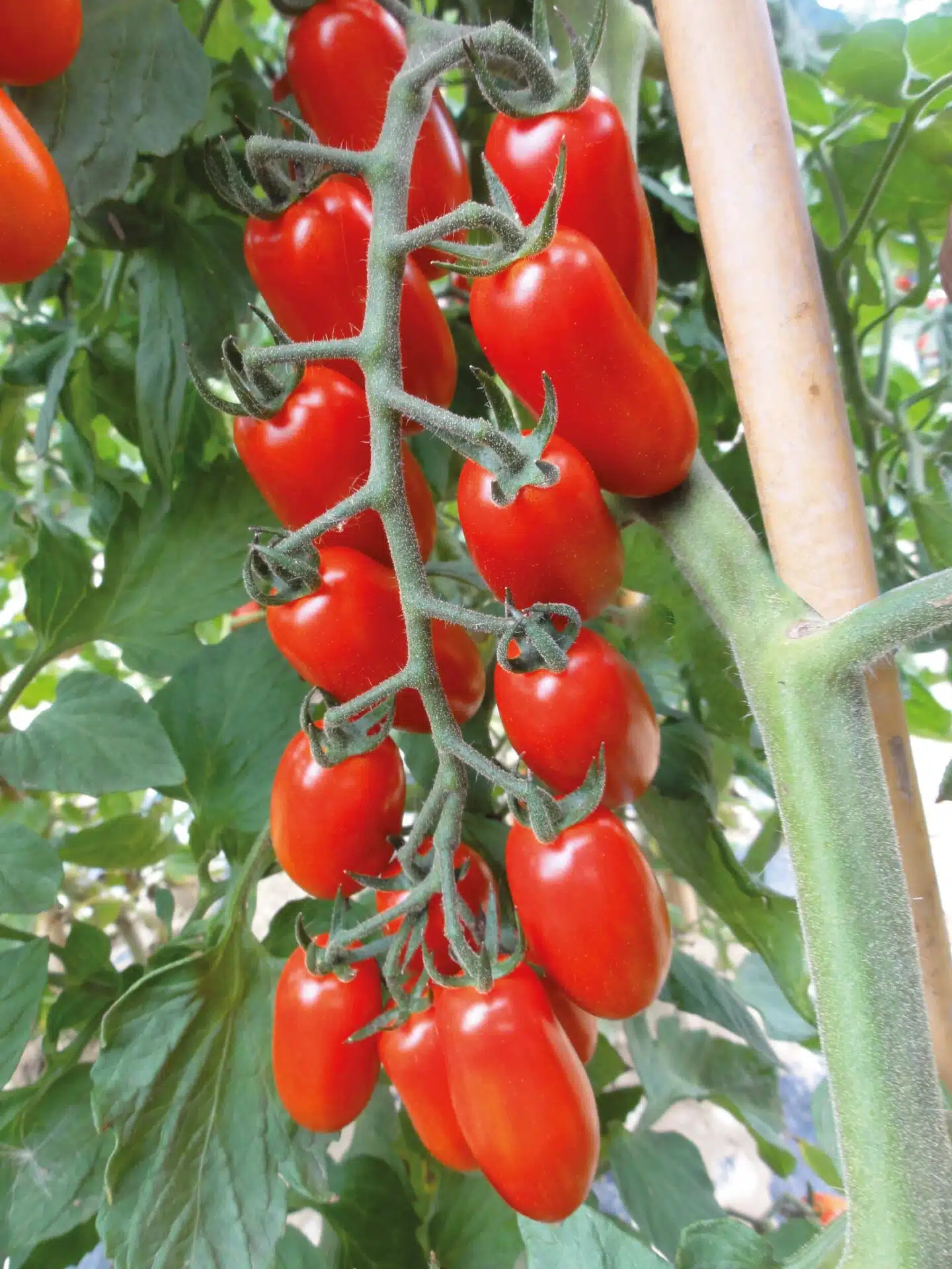 Σπόροι Τομάτας MARZEMINO F1 – 1.000 ΣΠΟΡΩΝ Σπόροι Κηπευτικών uniqueagro.eu