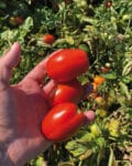 Σπόροι Τομάτας SIMBOL F1 – 5.000 PILLS Σπόροι Κηπευτικών uniqueagro.eu