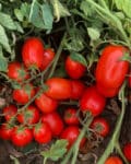 Σπόροι Τομάτας SIMBOL F1 – 5.000 PILLS Σπόροι Κηπευτικών uniqueagro.eu