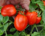 Σπόροι Τομάτας SIMBOL F1 – 5.000 PILLS Σπόροι Κηπευτικών uniqueagro.eu