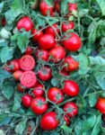 Σπόροι Τομάτας SIMBOL F1 – 5.000 PILLS Σπόροι Κηπευτικών uniqueagro.eu