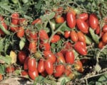 Σπόροι Τομάτας SALSINO F1 – 1.000 ΣΠΟΡΩΝ Σπόροι Κηπευτικών uniqueagro.eu